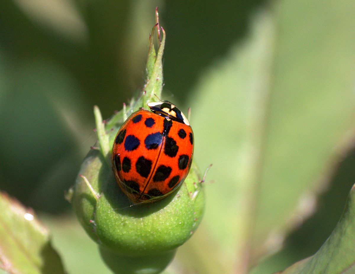 Harmonia axyridis